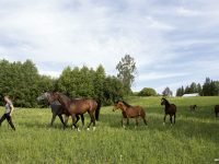 Hanna Viklund satsar på högkvalitativ dressyrhästavel. Här i hästhagen på Boda gård med några av sina hästar.