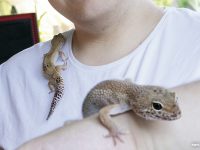 Leopardgeckos.