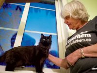 Skeppskatten Bamsi, som är en av katterna som ska få ett nytt hem, pysslas om av Christina Nordlund, en av eldsjälarna på Öbacka Djurhem.